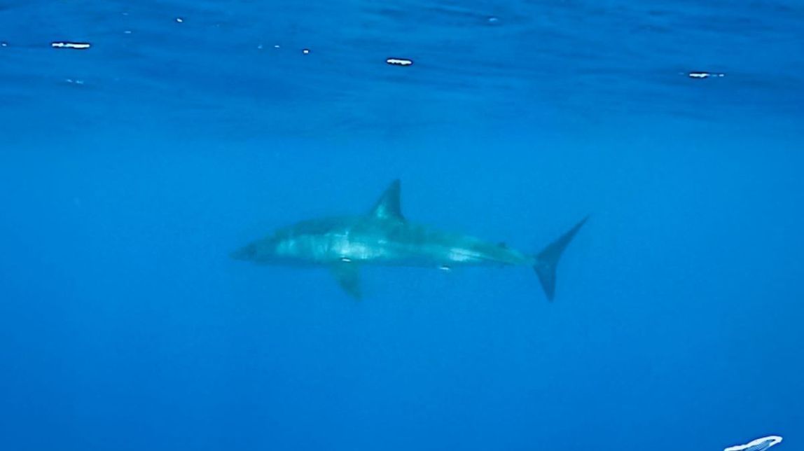 Os animais marinhos mais perigosos da costa catalã