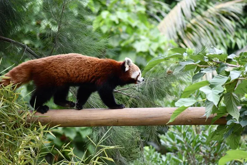 um panda vermelho ameaçado de extinção