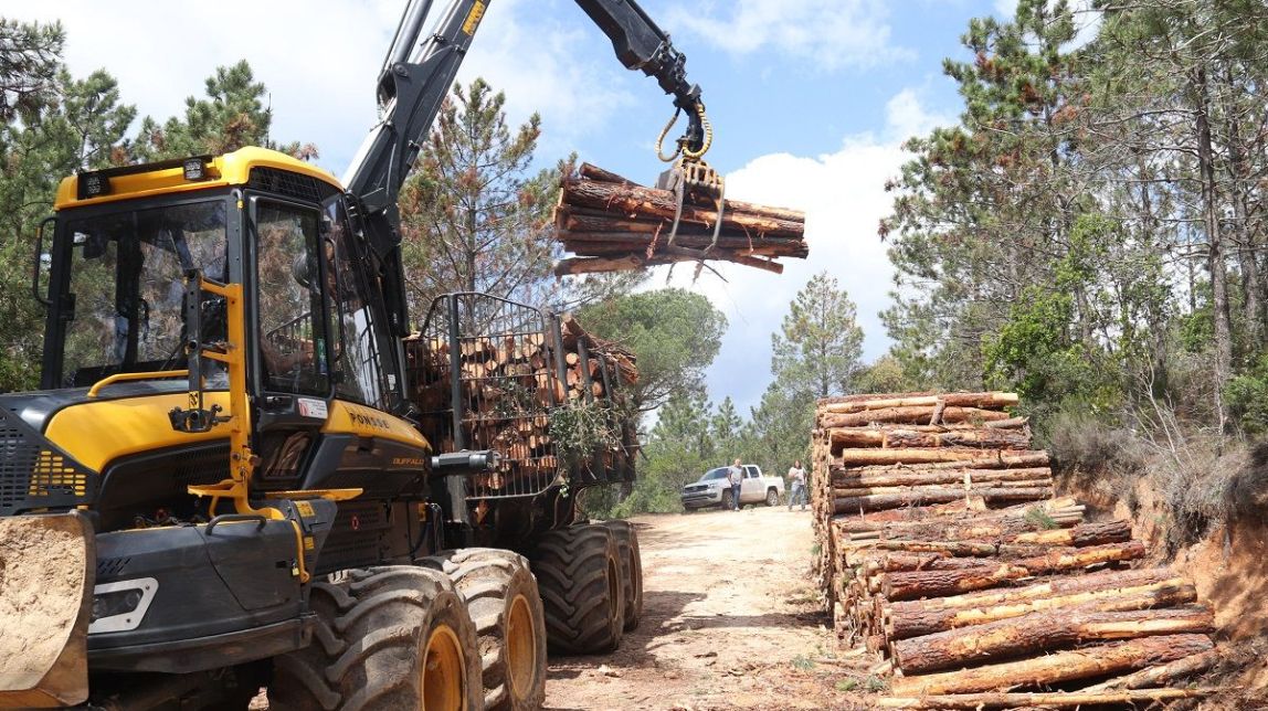 Árvores mortas pela seca reduzem madeira vendável