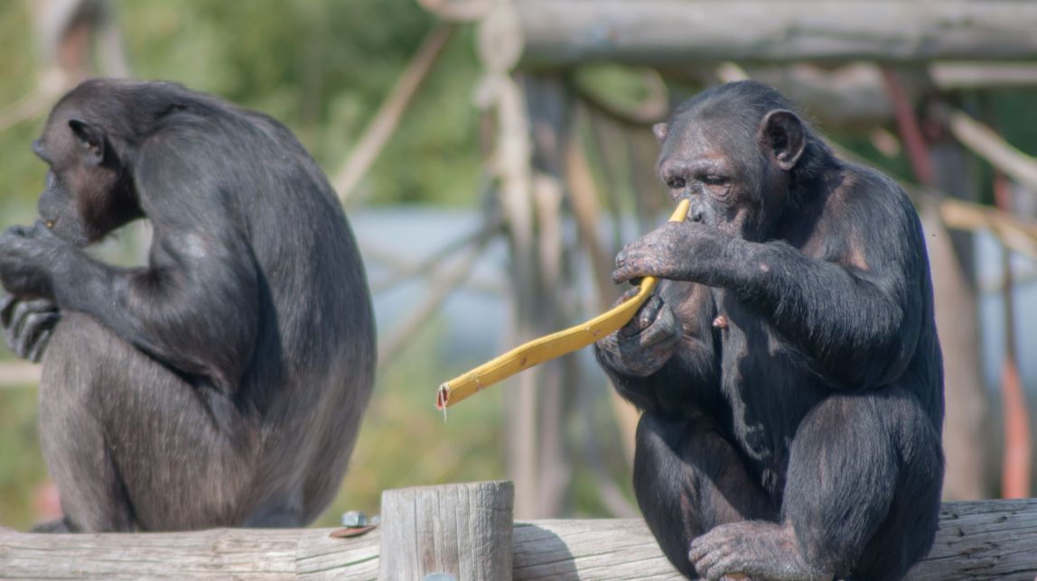 Assim foi a única guerra entre animais na história recente: quatro anos de conflito