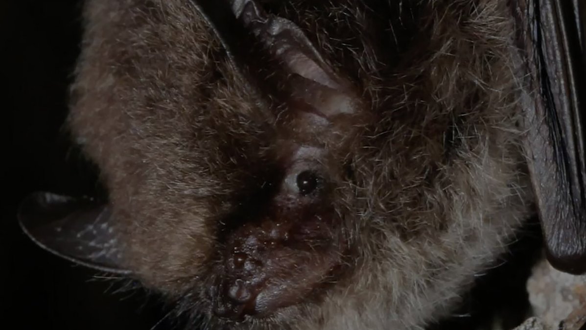 O morcego ‘bigode pequeno’ estende sua presença além de Albera e do Vale de Aran