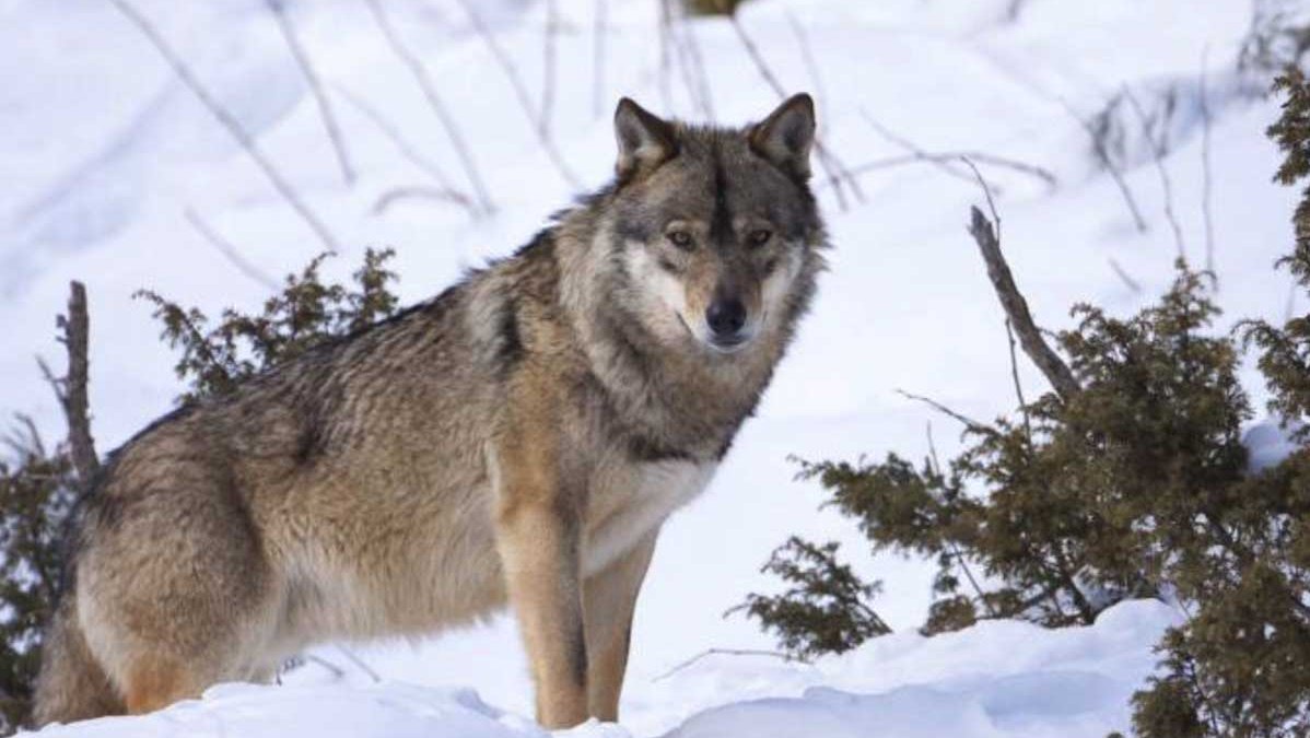 Eles confirmam a presença de uma loba e de um lobo em Albera